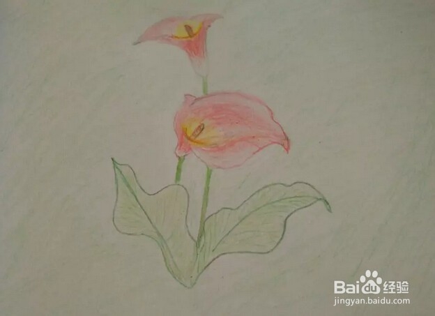 简笔画报花名：[8]马蹄莲画法