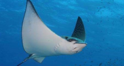 像蝙蝠一样的鱼叫什么