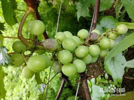 葡萄裂果的防治方法