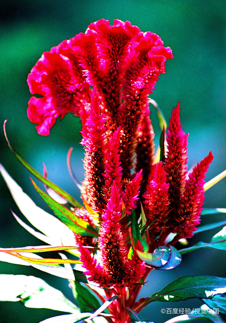 鸡骨草的作用有哪些