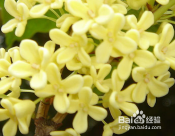 十月有什么花