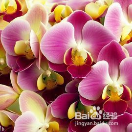 如何养护蝴蝶兰花