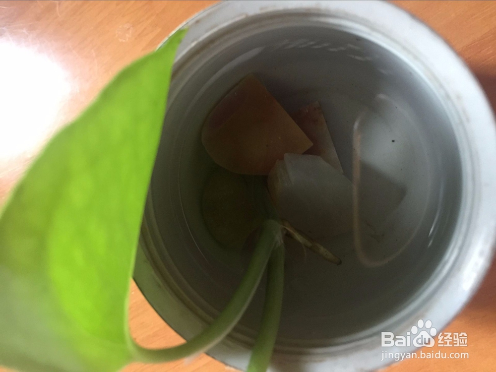 废物利用之用不要的保温瓶盖做绿萝小花盆