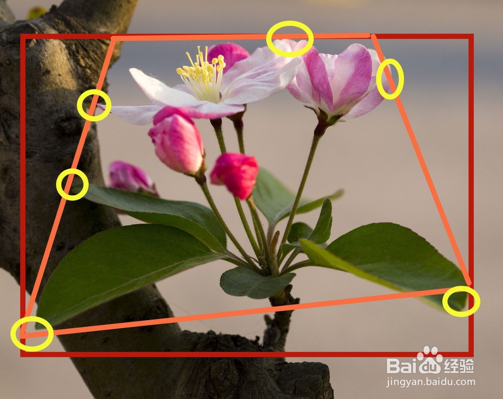 水彩花卉教程 | 跟又画一起画一幅海棠花吧
