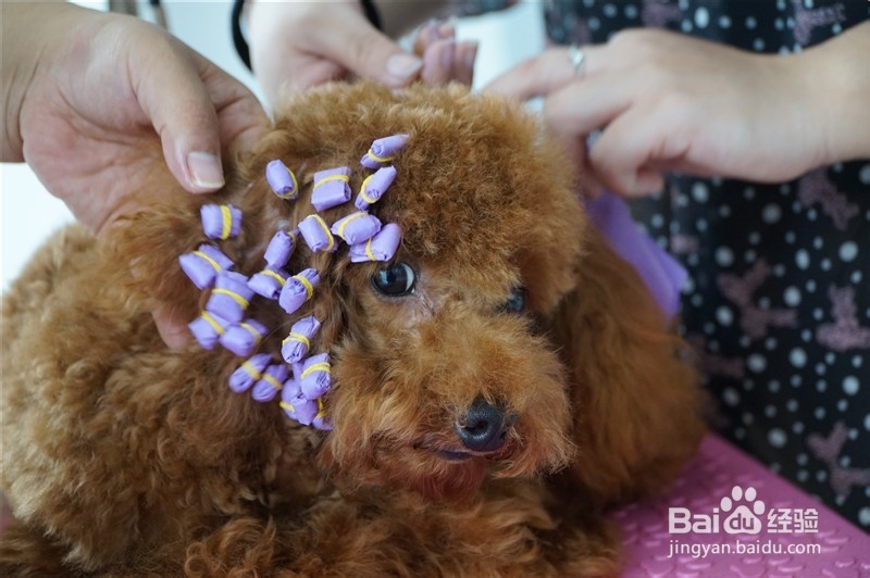 贵宾犬宠物美容