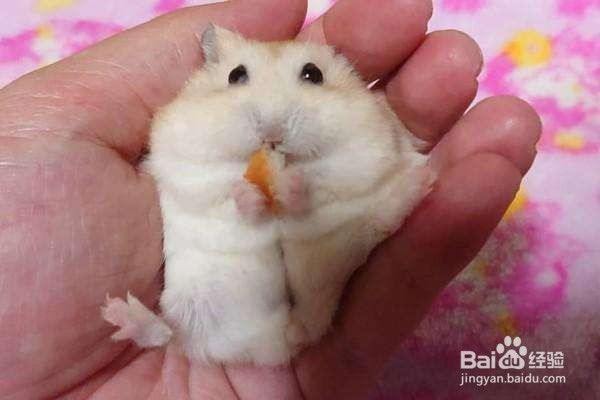 怎么能让仓鼠不打架?