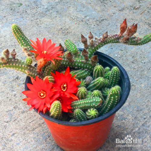 怎么把白檀仙人掌养好？