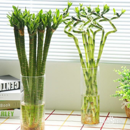 龙竹怎么养才能更旺盛