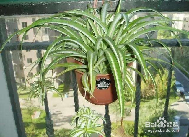 哪些植物在家里好养活又实用