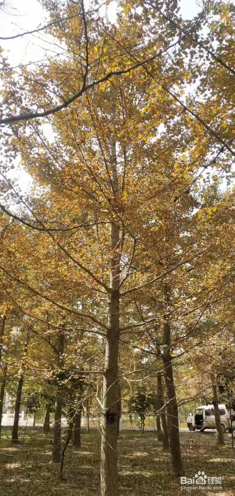 识别银杏树雌雄株的方法