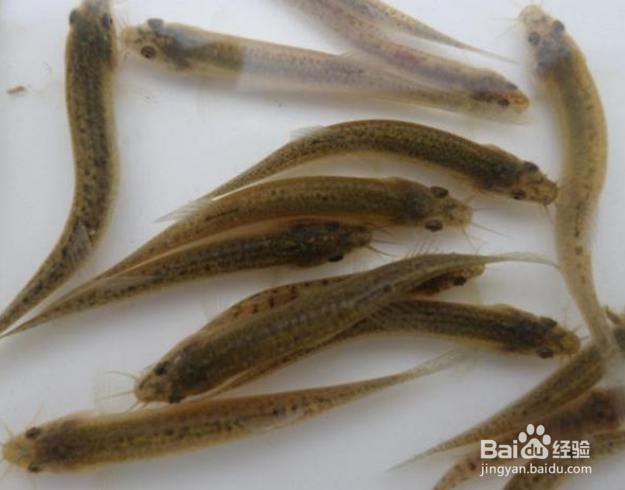 泥鳅怎么分辨公母