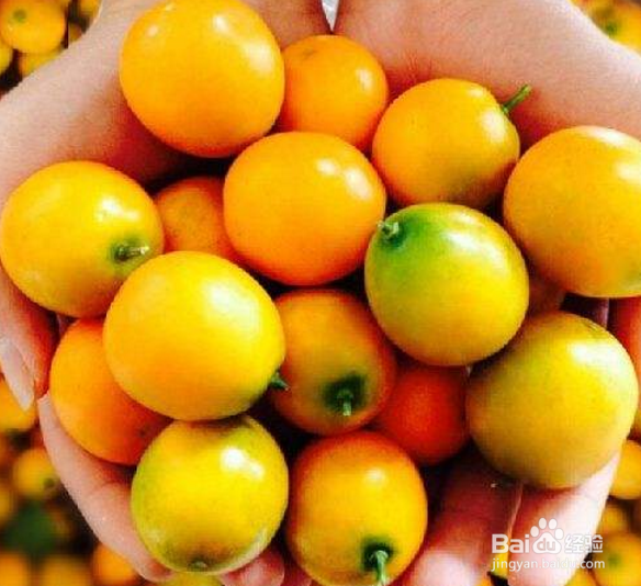 金桔怎么栽培
