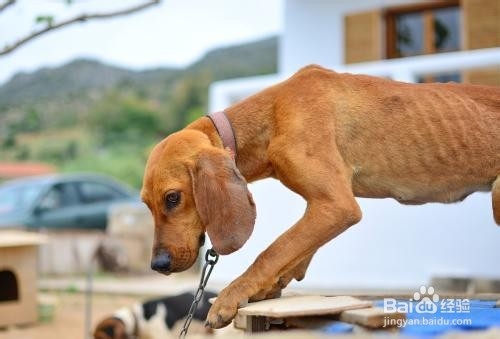 养狗狗的注意事项