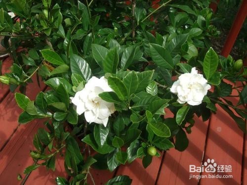 栀子花怎么换盆