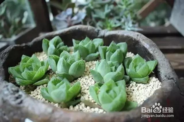 万万没想到啤酒除了喝用处还有这么多.......