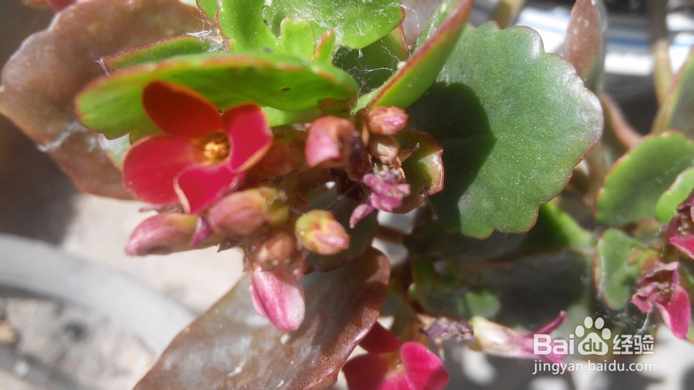 初夏花儿香---花卉养殖心得