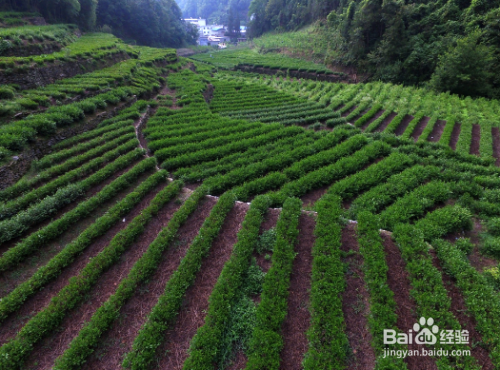 如何鉴别硒谷苦荞茶的好坏?
