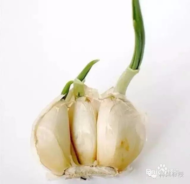 阳台种菜：怎么种大蒜（图解）