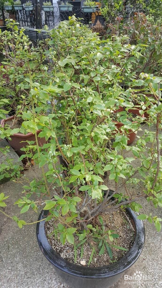 这些都是好养易活的水果盆栽