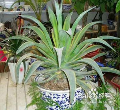 甲醛危害及去除甲醛的六大植物