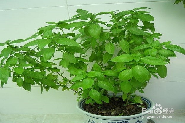 介绍几款驱蚊花草的用途