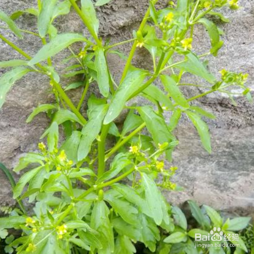 在家中该怎么养殖石龙芮?