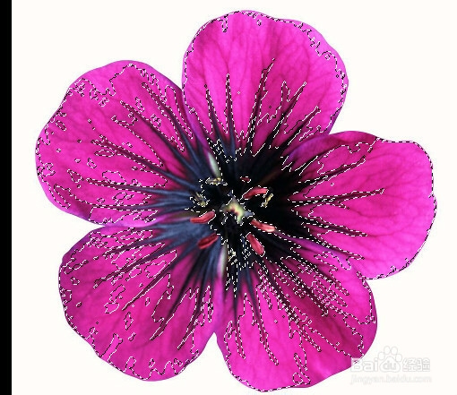 PS快速入门：[3]套索与魔棒