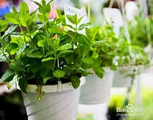 美观又实用的家居植物