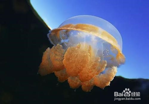 如何采购海蜇？