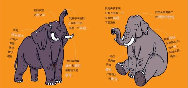 亚洲象和非洲象的区别是什么