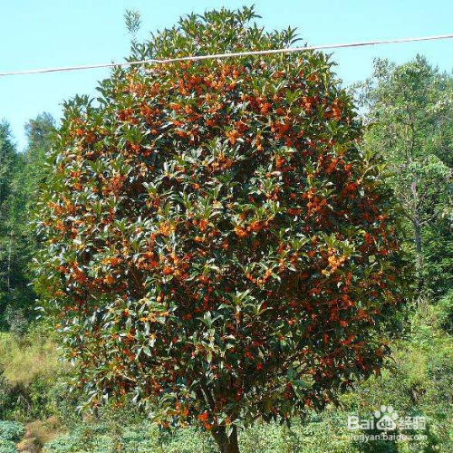 桂花树的叶子干了怎么办？