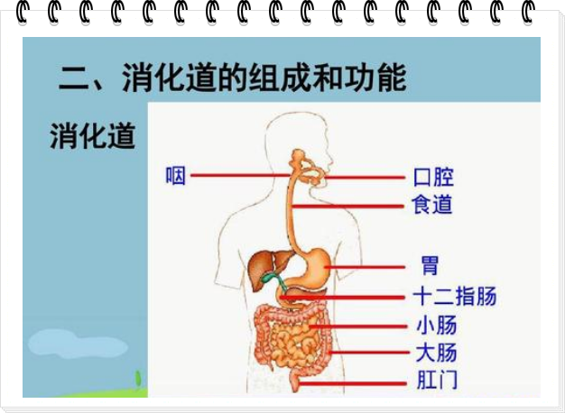 消化道的组成和结构