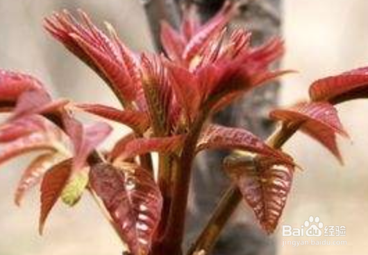 木本生水果和草本生水果蔬菜和水果怎么区分