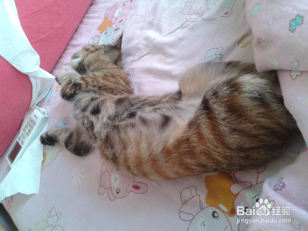养猫要注意些什么