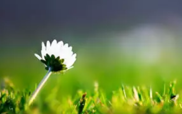 看春暖花开的说说短语有哪些