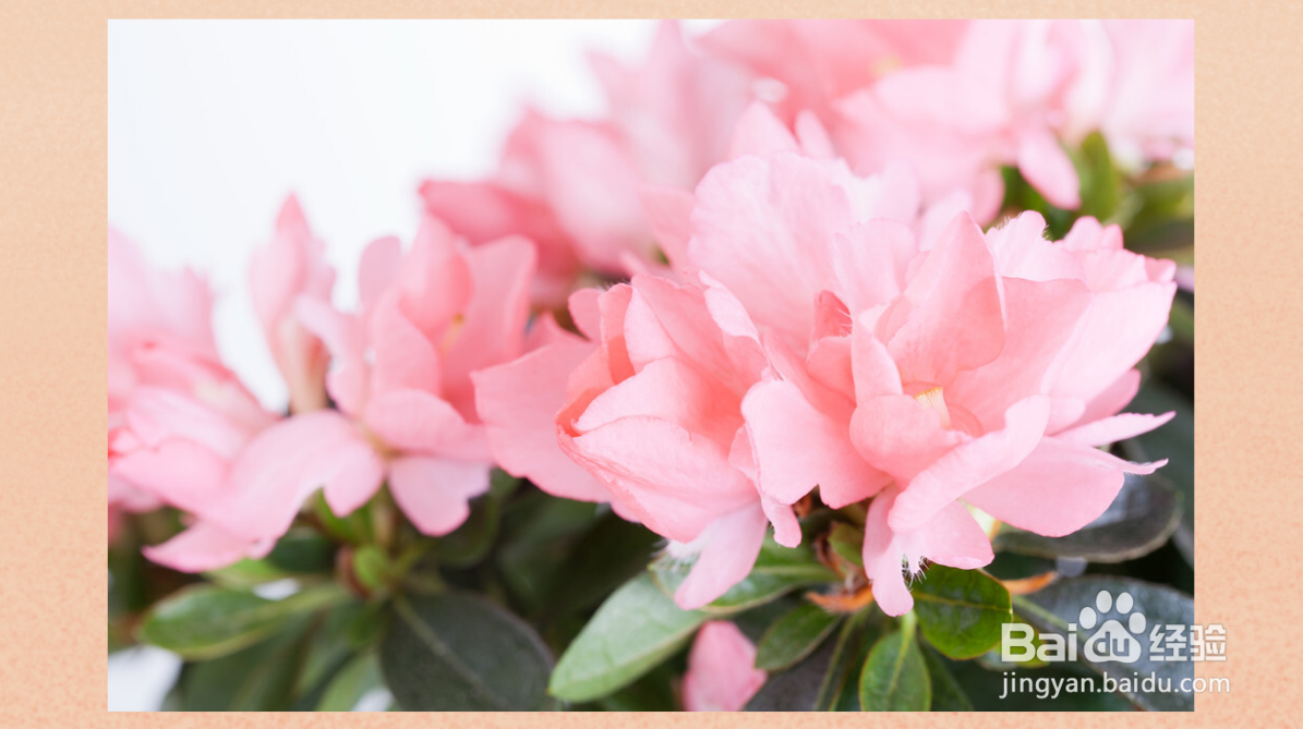 杜鹃花如何浇水和养殖