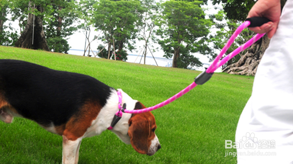 狗狗牵引绳的正确使用方法