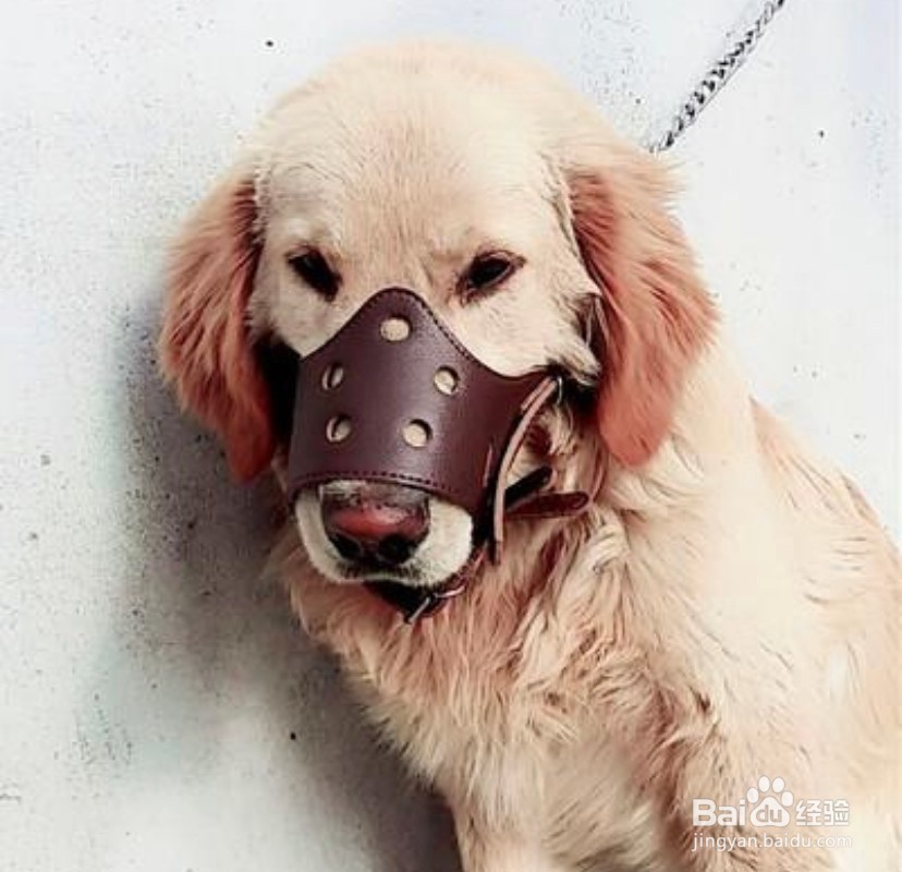 狗把人咬了怎么办