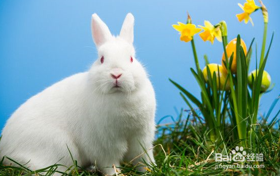 养宠物兔需要知道的常识有哪些？
