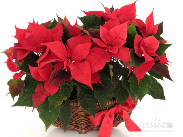 卧室可以养殖一品红吗？