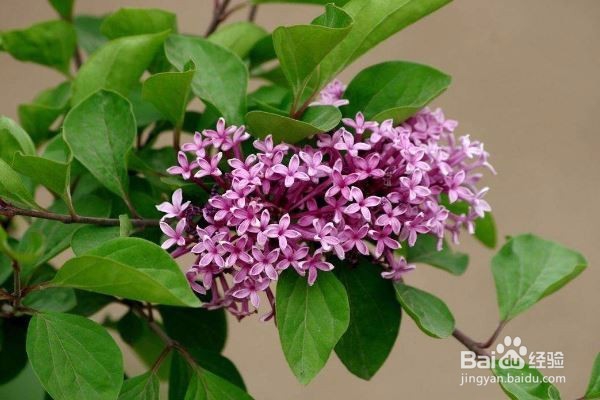 丁香精油应该怎么用？