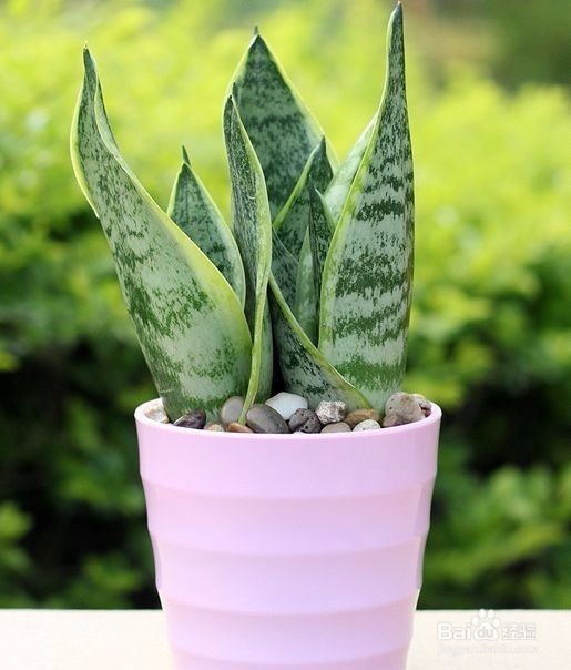 那些植物是可以吸收甲醛的？