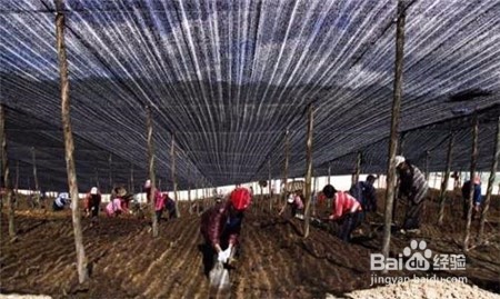 三七粉如何服用,不清楚的点击查看