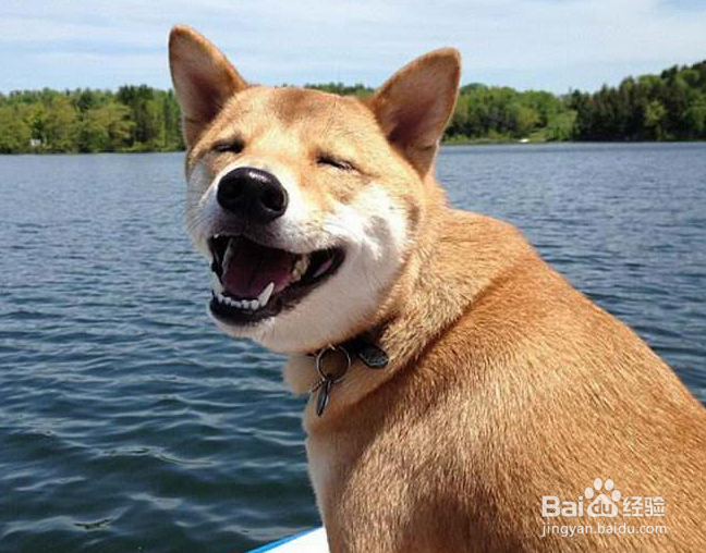 饲养宠物的注意事项以及如何照顾你的宠物