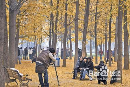 成都11月银杏观赏攻略