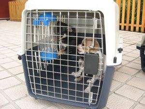 上海带宠物出国去欧盟国家