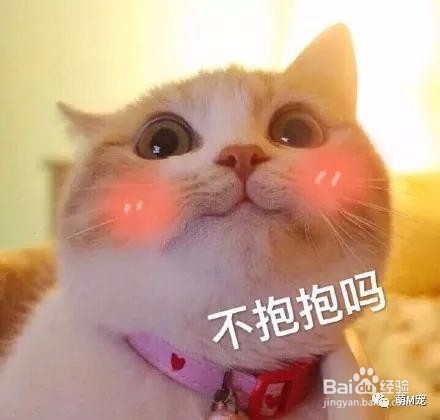 猫咪的生活习性