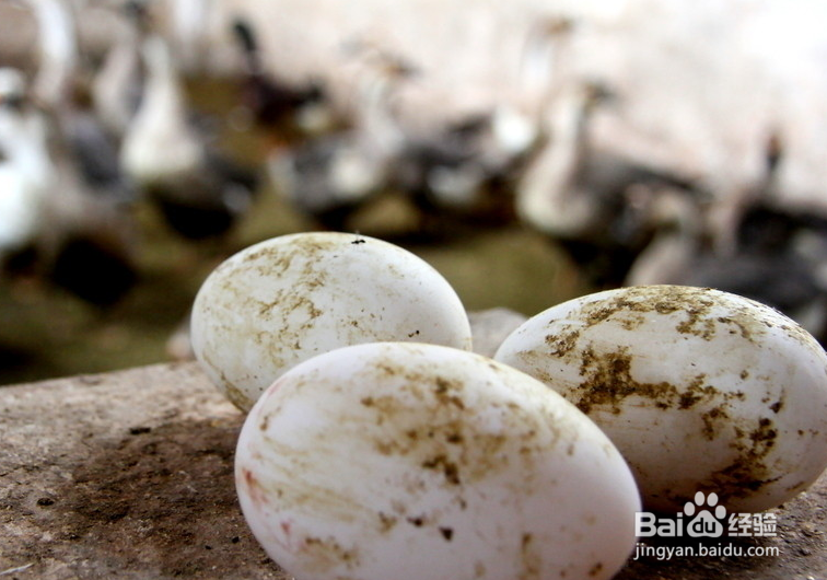 鹅蛋的保存方法有哪些?