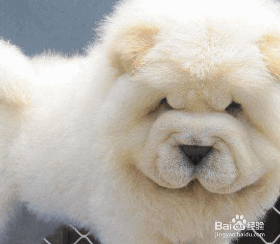 选购松狮犬的8个要点