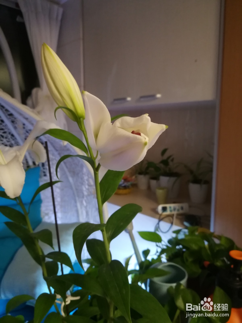 香水百合阳台试种